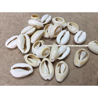 [Gói 5cái] Vỏ ốc biển làm vòng tay - KHOAN LỖ SẴN [nguyên liệu thủ công, phụ liệu handmade]