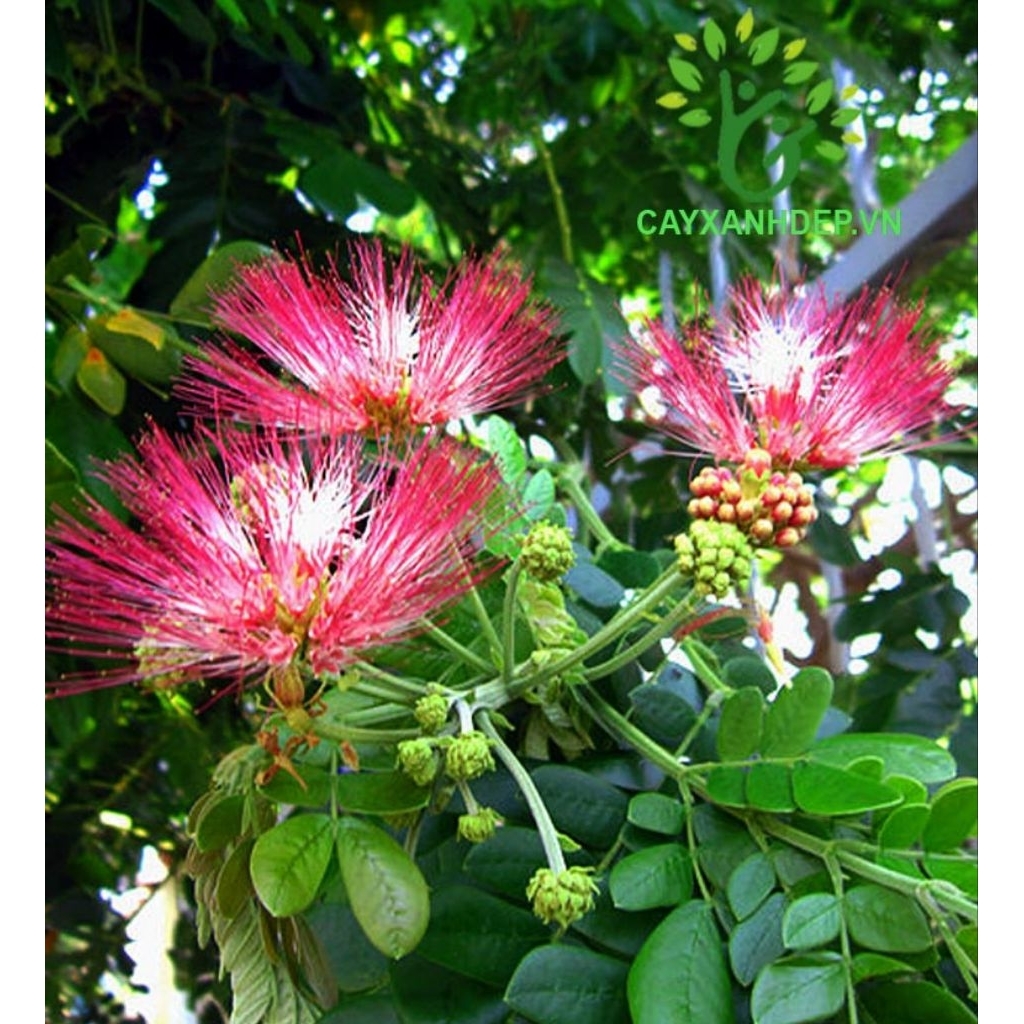 cây me tây cao từ 80cm