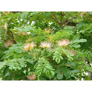 cây me tây cao từ 80cm