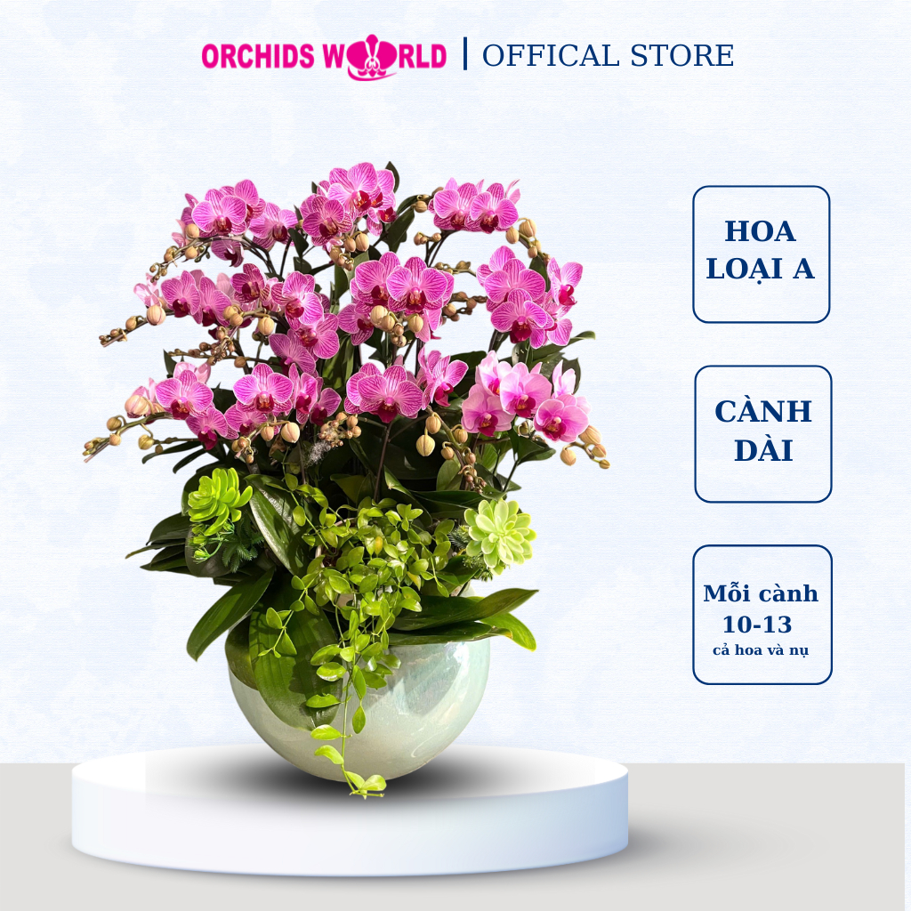 Chậu Lan Tiểu Hồ Điệp Tím ORCHIDS WORLD - Nhỏ nhắn xinh xắn