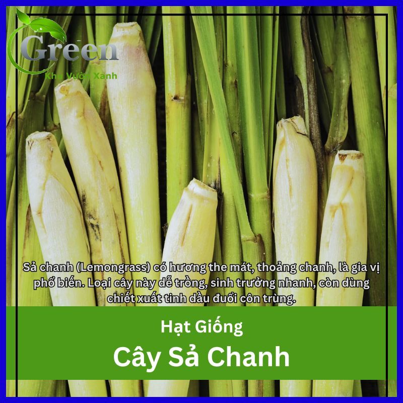 Hạt Giống Cây Sả Chanh (Gói 10 hạt) Sinh Trưởng Mạnh, Chịu Hạn, Thu Hoạch Nhiều Lần Lâu Dài