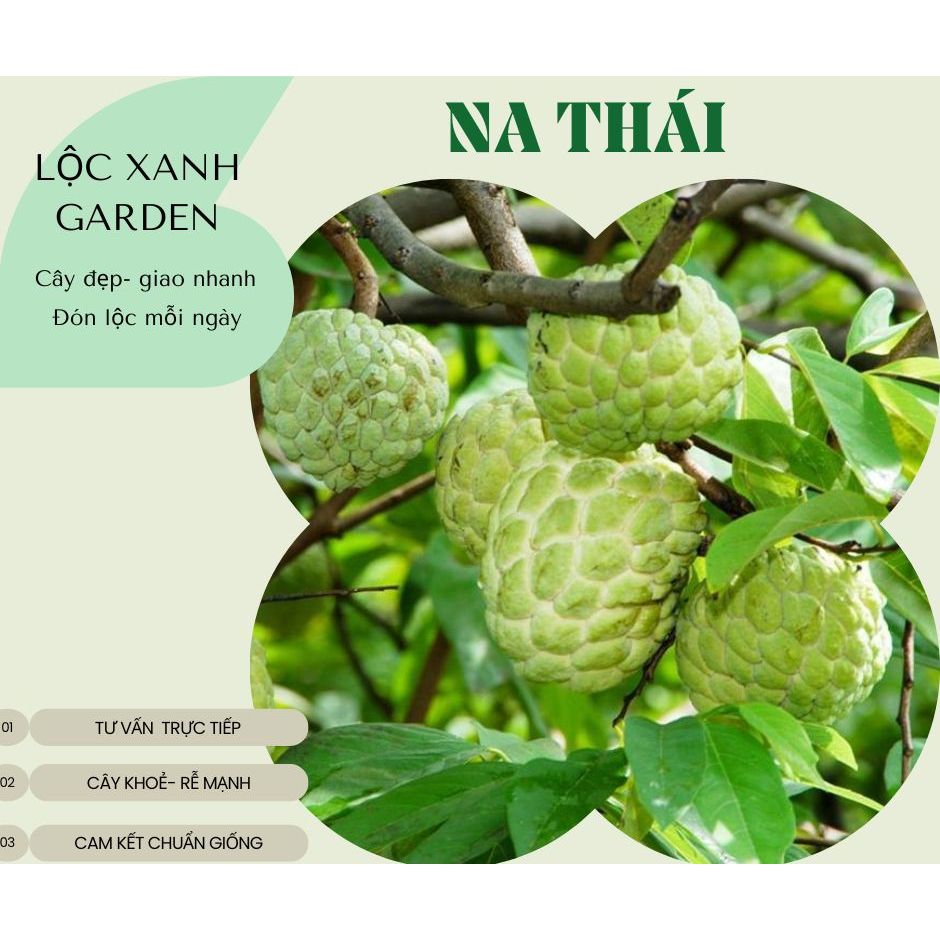 Chậu Cây Na Thái (Hoàng Hậu) – Trang Trí Góc Xanh Ban Công, Decor Sân Vườn Mộc Mạc | Lộc Xanh Garden