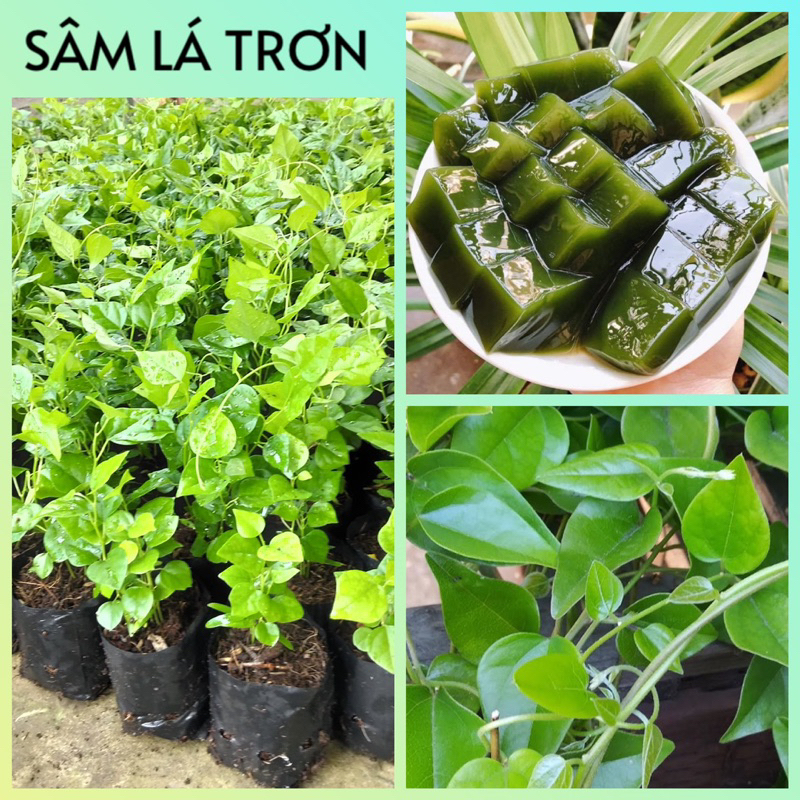 Cây giống SƯƠNG SÂM LÁ TRƠN (1 bầu 2-3 cây) dễ trồng, phát triển nhanh thu hoạch sau 2-4 tháng [10 tặng 1]