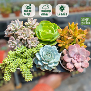 Sen đá mùa hạ 6 cây size trung bình 10cm tặng 1kg đất trồng và 20 lá mầm sen đá SONDA GARDEN