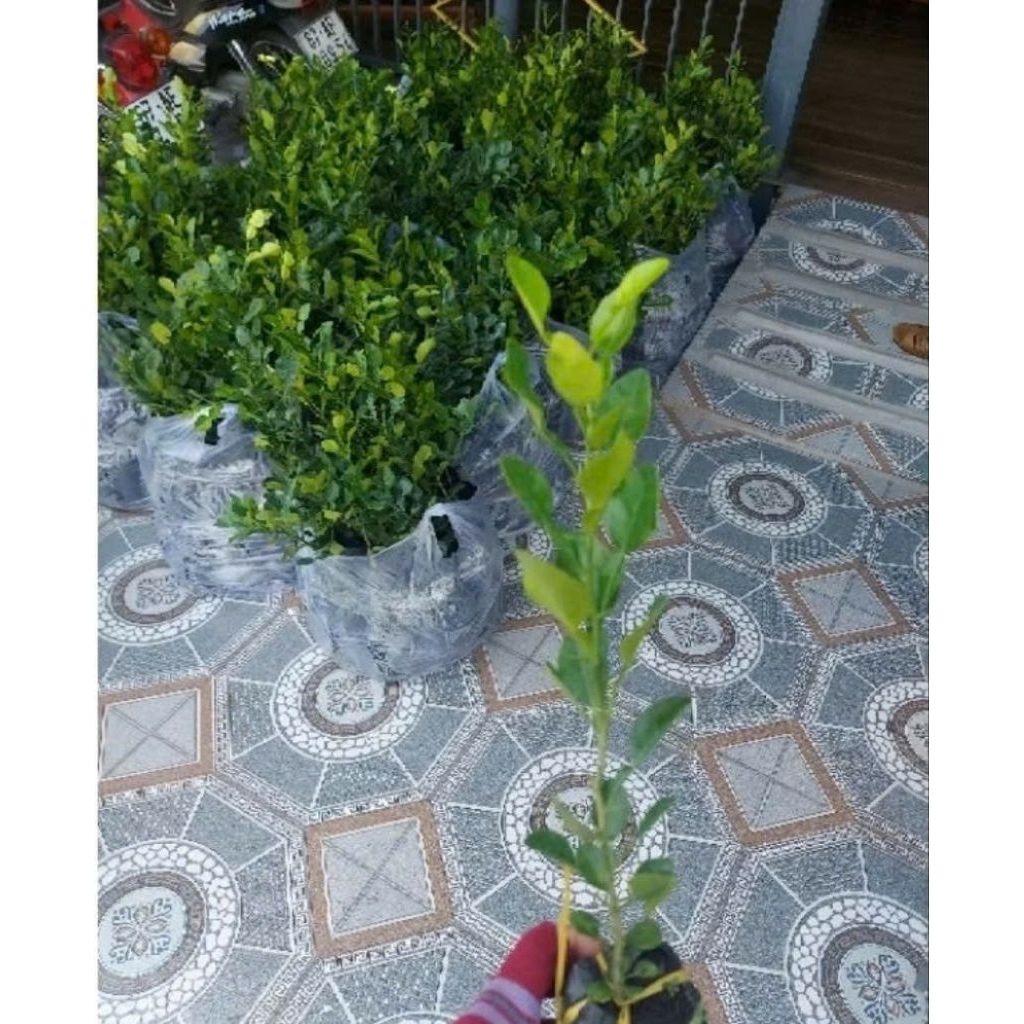 c.ây chúc ( chanh thái) chỉ 15k