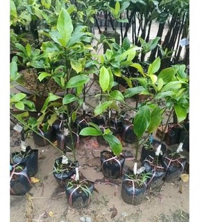 Cây mít tố nữ vị sầu riêng ( mít mơ )