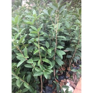 CÂY MỘC HƯƠNG TA HOA VÀNG _ CÂY CHOAI CAO 50CM