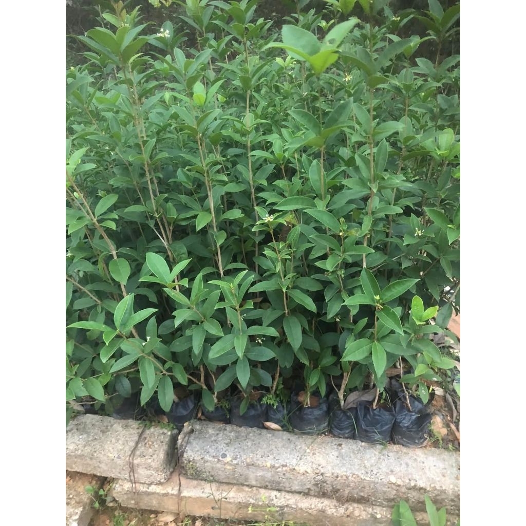 CÂY MỘC HƯƠNG TA HOA VÀNG _ CÂY CHOAI CAO 50CM