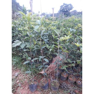 CÂY MỘC HƯƠNG TA HOA VÀNG _ CÂY CHOAI CAO 50CM