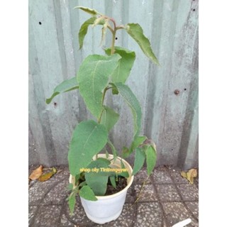  Chậu cây giống Bạch đàn chanh  EUCALYPTUS CITRIDORA  Lemon Bush Eucalyptus khuynh diệp chanh giao hỏa tốc tp HCM 