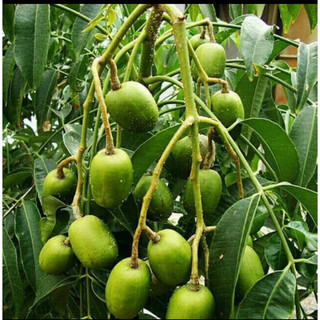 CÓC THÁI ,SIÊU LÙN SIÊU QUẢ