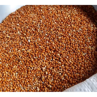 Hạt kê cho chim gáy, Yến Phụng, Vẹt.  kê đỏ, vàng - Thức ăn cho vẹt, chim gáy, yến phụng
