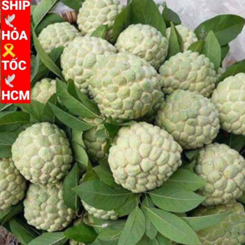 [3 kg] NGUYÊN TRÁI MÃNG CẦU DAI tây linh ((QUẢ NA DAI ))TƯƠI NGON.NGỌT.sạch không thuốc. [ na dai TÂ