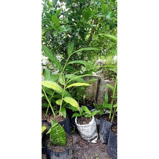cây giống riềng ta củ thơm (bầu 2,3 cây) (dùng làm chạo)kèm đất