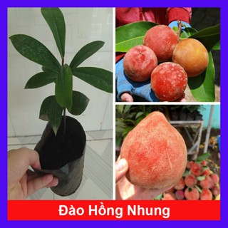 Chậu cây đào tiên - đào hồng nhung - cây giống ăn quả có thể trồng chậu