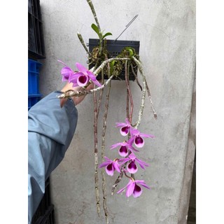 DÃ HẠC NGỌC  VIỄN ĐÔNG