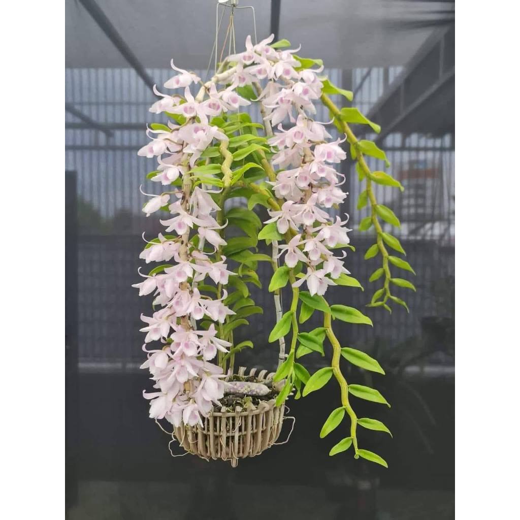 HỒNG MỸ NHÂN TỰ THỤ