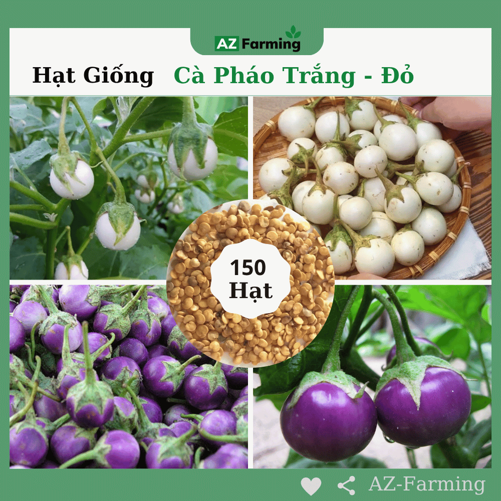Hạt Giống Cà Pháo Quả Trắng , Quả Tím - Gói 150 Hạt - AZ Farming