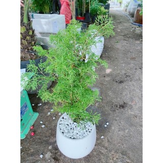 Chậu Cây Đinh Lăng Lá Nhỏ 50cm
