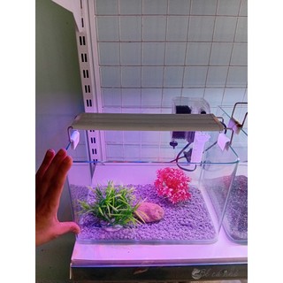 Combo Bể cá đúc 30x18x20 mini để bàn
