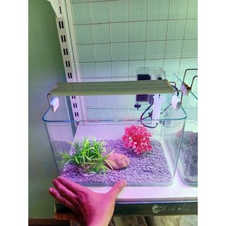 Combo Bể cá đúc 30x18x20 mini để bàn