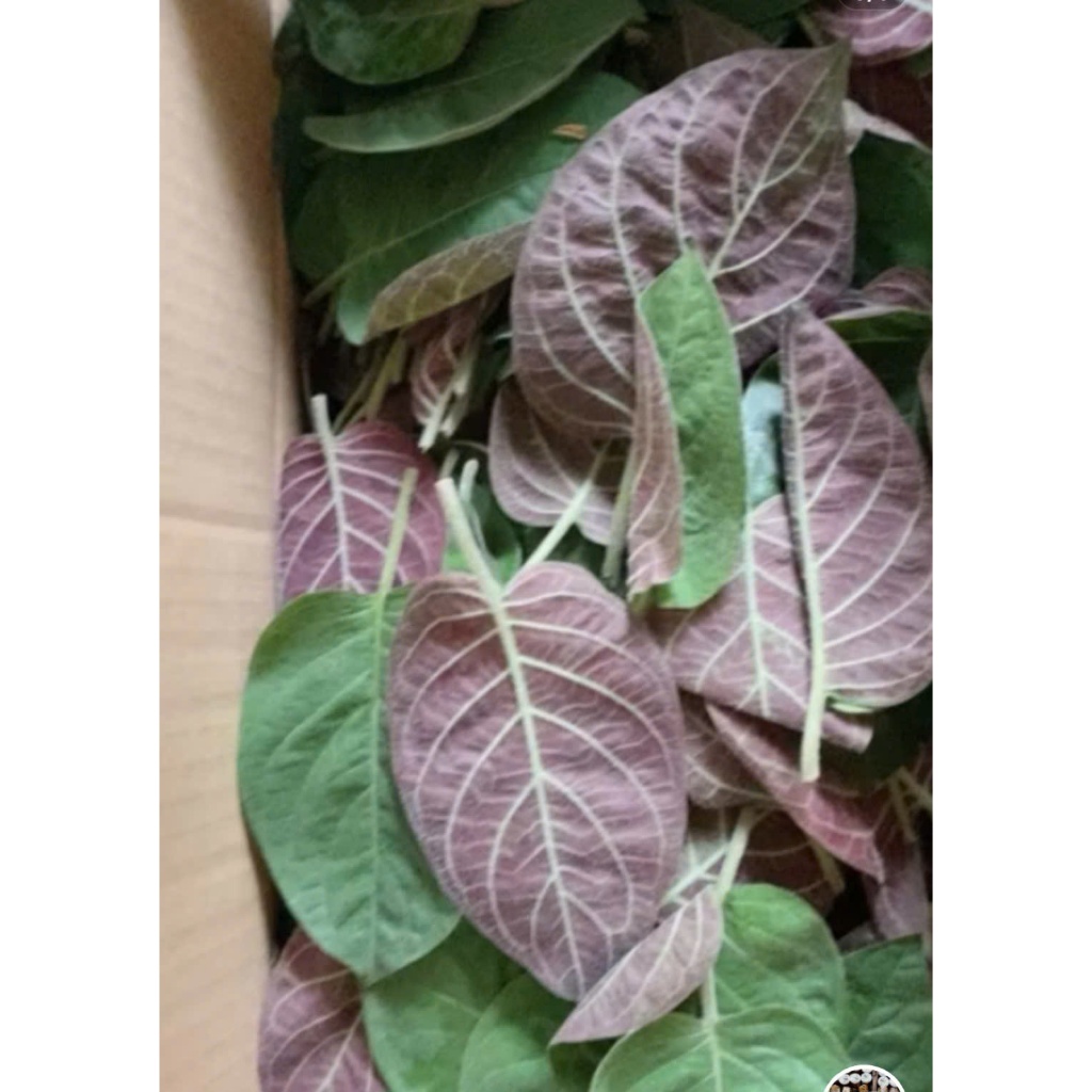 500g lá mơ tươi nhà trồng