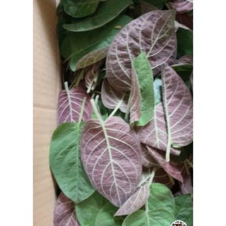 500g lá mơ tươi nhà trồng