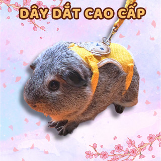 Dây dắt thú cưng, dây dắt đi dạo cho Bọ Ú (Chuột lang) Thỏ Cảnh Chó Mèo dây dắt cao cấp có thể điều chỉnh