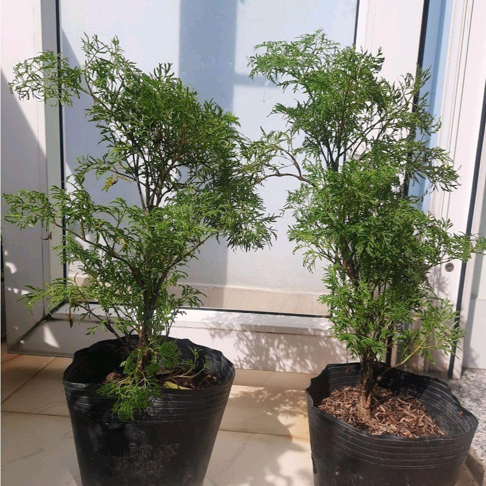 Cây đinh lăng lá kim - đinh lăng lá nhuyễn (Freeship)