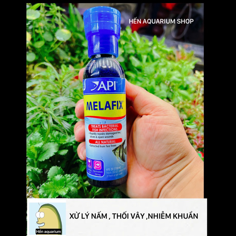 Dung dịch hỗ trợ xử lý thối thân , thối vây , lở loét cho cá cảnh