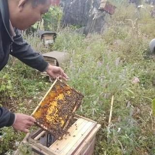 Mật ong Bạc Hà chuẩn Hà Giang