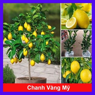 Chậu cây chanh vàng mỹ - cây ăn quả - cây cảnh sân vườn - hoa cây cảnh