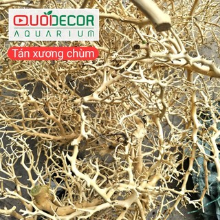 Lũa san đá cành, lũa ống, lũa thạch sùng, săn đá miếng, lũa xương chùm, rể rừng | lũa thủy sinh