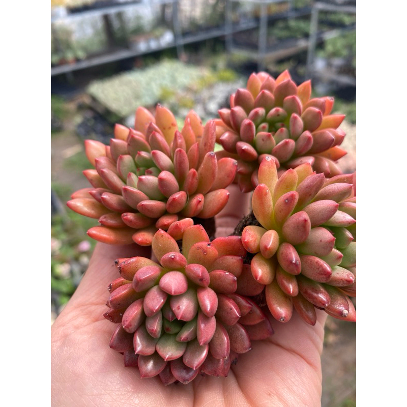 Cây sen đá ruby đỏ[Có sẵn] 🌵  [Chính hãng]⚡ [Ảnh thật] ❤  [FreeShip]