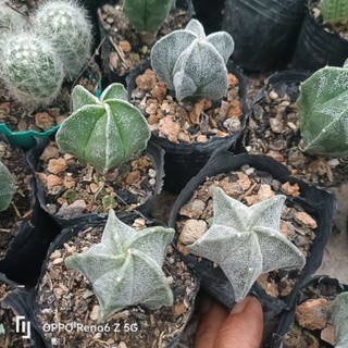 Xương rồng astro trắng