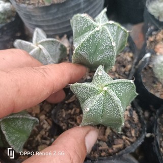 Xương rồng astro trắng