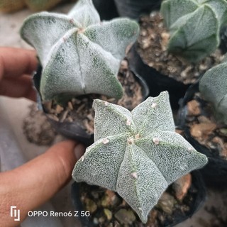 Xương rồng astro trắng