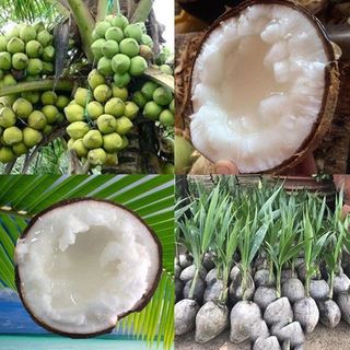  cây giống dừa sáp  ruột đặc  dẻo  thơm - giống chuẩn 100% 
