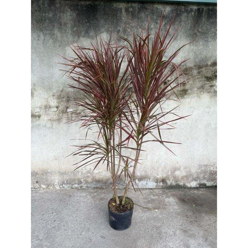 Cây hoàn kiếm, cây phất dụ kiếm