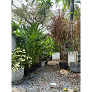 Cây hoàn kiếm, cây phất dụ kiếm