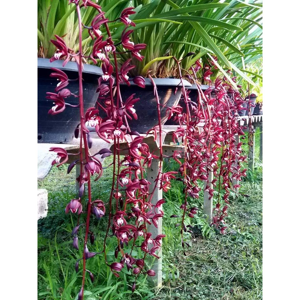 Hoa lan kiếm đỏ Mỹ xưa hàng bán theo thân