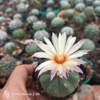 Xương rồng aster
