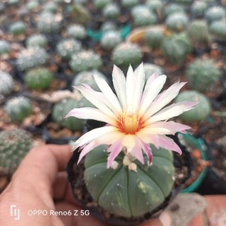 Xương rồng aster