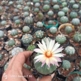 Xương rồng aster