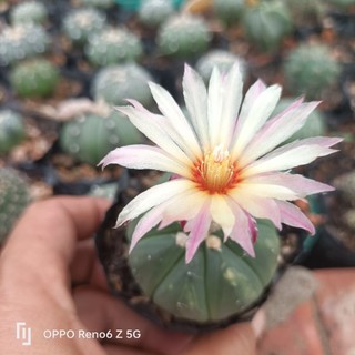 Xương rồng aster