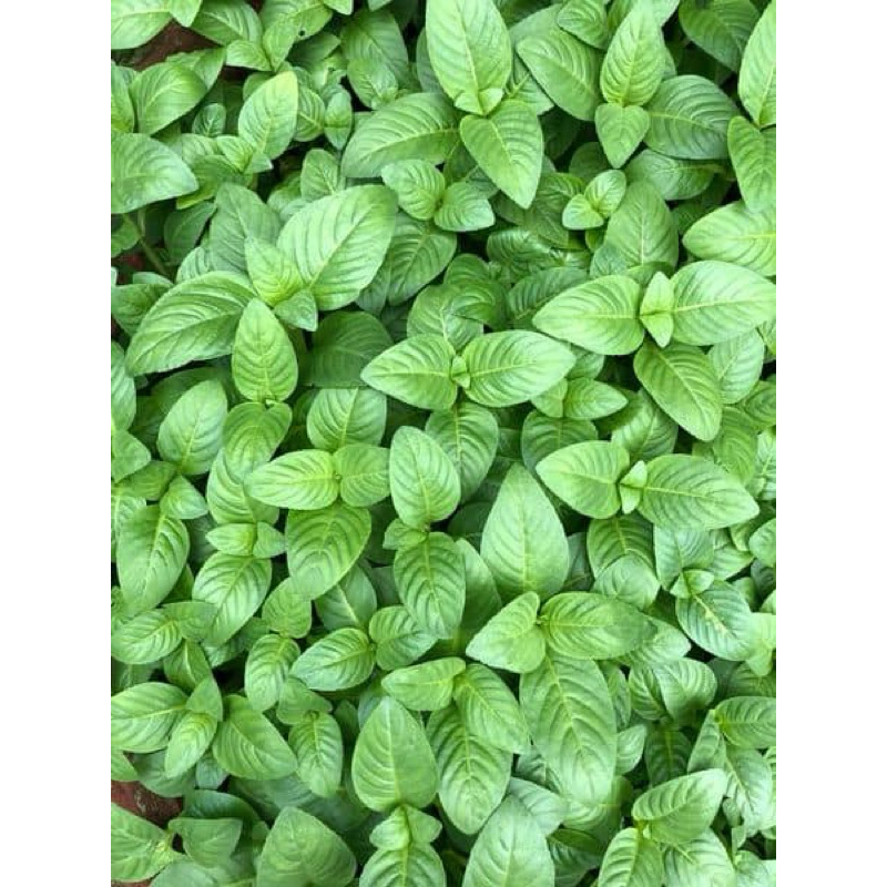 Combo 5 bầu xá xị: Dổi xá xị, quế vị cá xị - Cây mang hương thơm xá xị - Ưa ẩm, phát triển nhanh