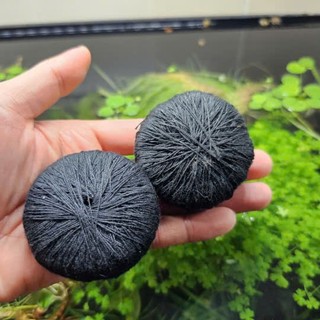 HỒNG BA TIÊU THỦY SINH - 5 NGỌN