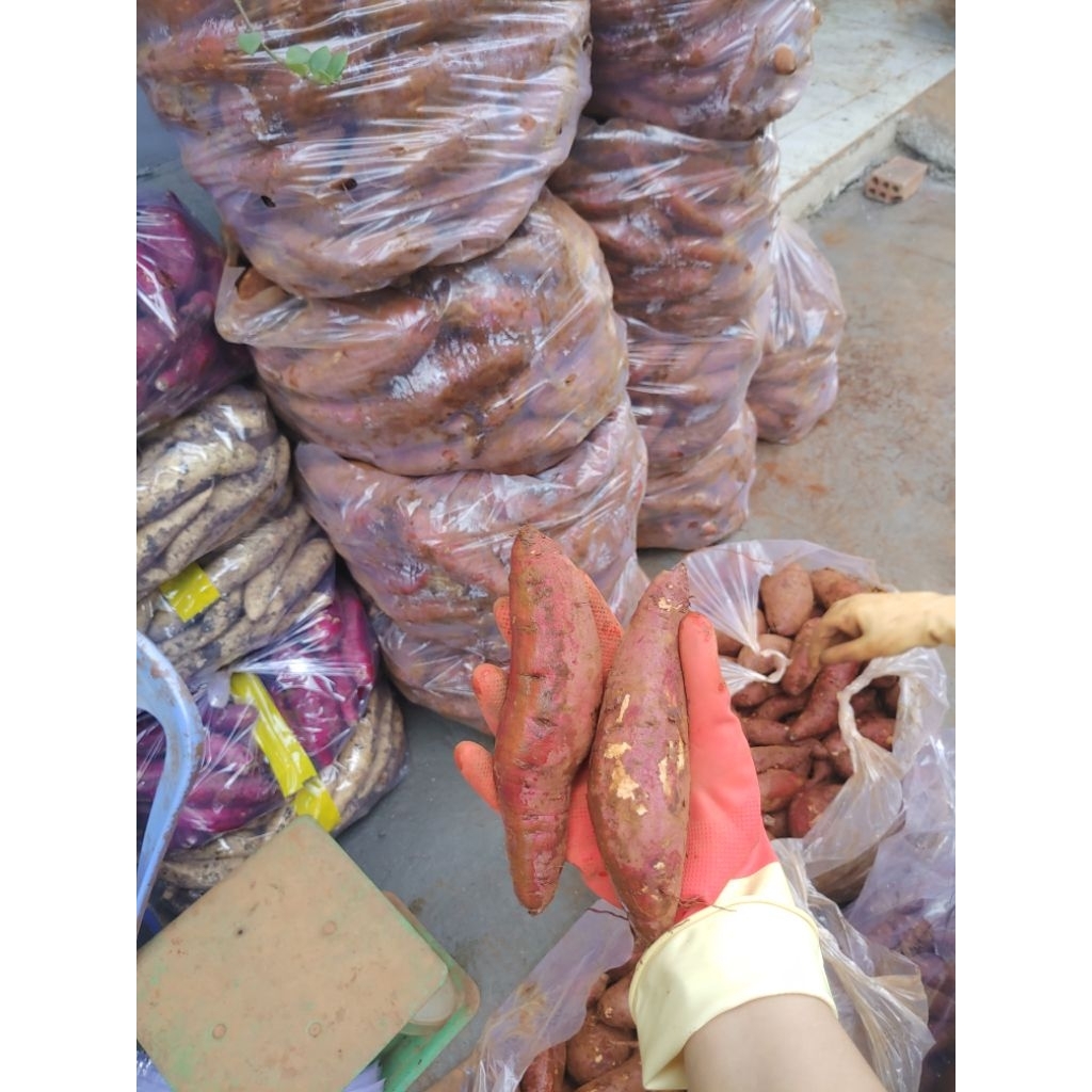 Nhiều size-5kg Khoai lang mật Tà nung
