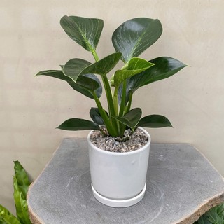 Cây Đế Vương Kim Cương (Sản phẩm đã bao gồm cây và chậu men kèm dĩa), cây quà tặng, cây trang trí