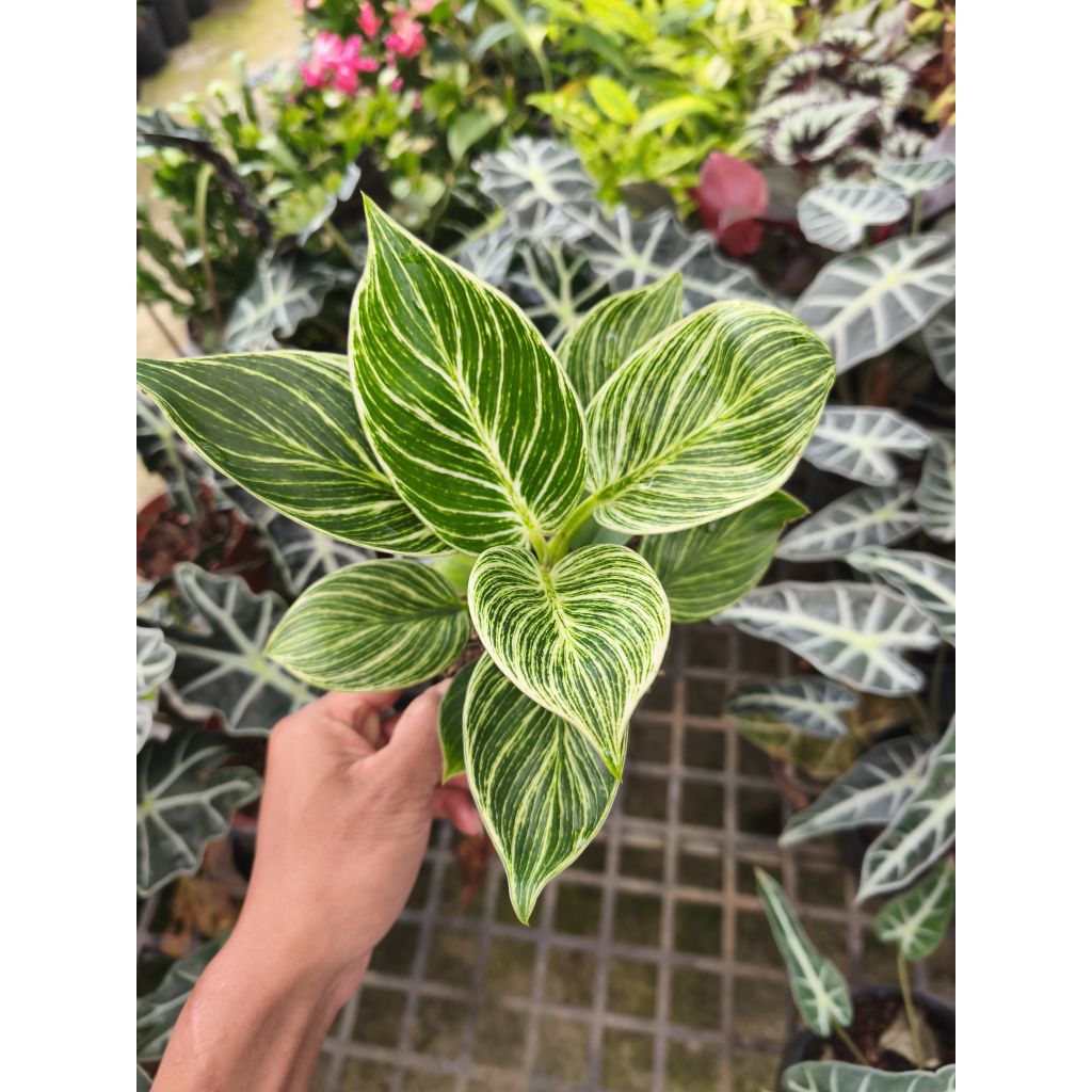 Chậu cây trầu bà đế vương kim cươnġ - Philodendron Birkin Decor